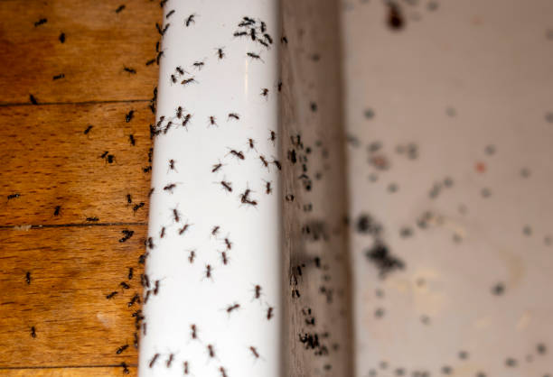 Best Wasp Removal Services  in Harrington Park, NJ